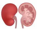 kidneys